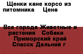 Щенки кане корсо из  питомника! › Цена ­ 65 000 - Все города Животные и растения » Собаки   . Приморский край,Спасск-Дальний г.